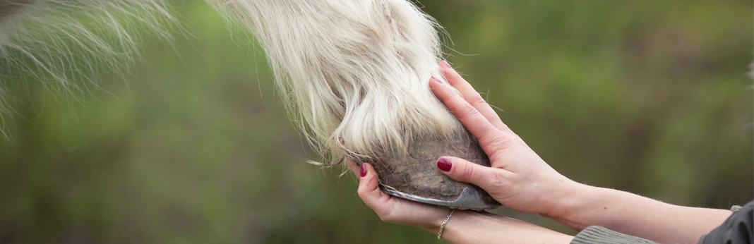 how to shoe a horse