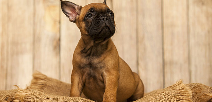 petit chiot bouledogue français mignon