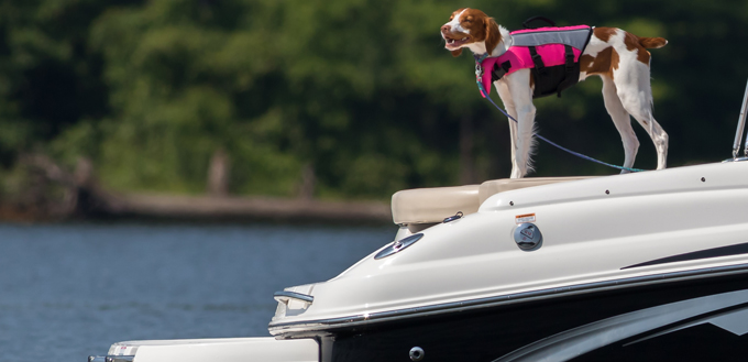 chien sur un bateau