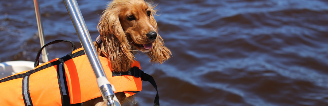 taking dog on a boat