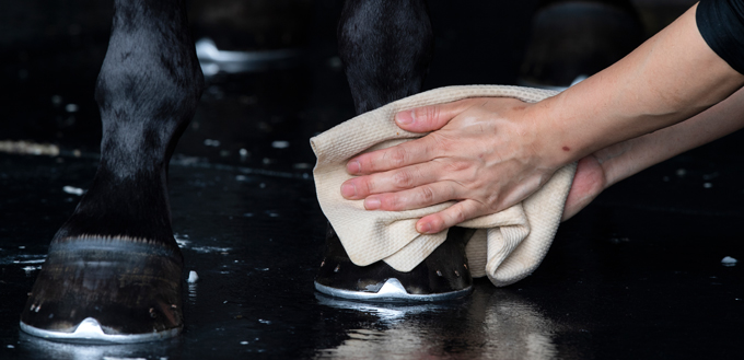 washing horse hooves