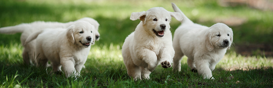 10 Warning Signs Of An Aggressive Puppy and What To Do About It