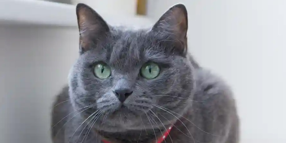 A-Russian-Blue-cat-was-among-the-breeds-euthanised-after-they-were-found-in-a-smuggling-operation-off-the-coast-of-Taiwan.