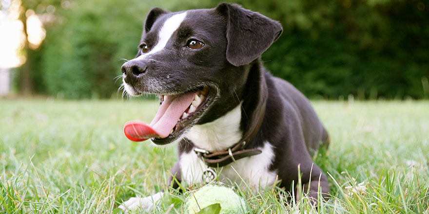 Adorable black and white dog lying in the grass after playing in the park with her precious ball