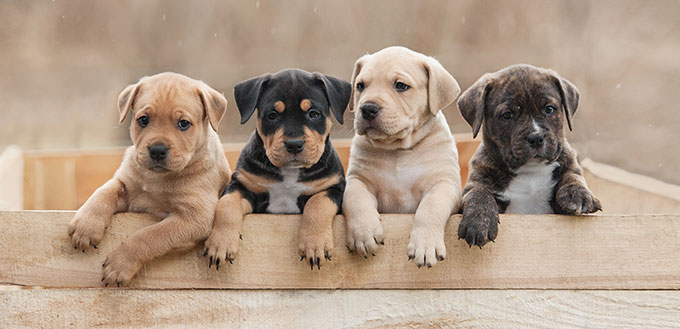 American staffordshire terrier puppies sitting in a box