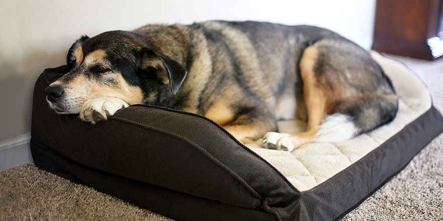 An old German Shepherd Border Collie Mix Breed Canine is resting in a soft dog bed at home