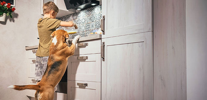 Boy prepare Sweet Potatoes for himself but beagle dog carefully looks for him