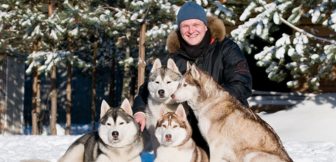 Breeder man and Four siberian husky dog lying on snow at sunny winter day