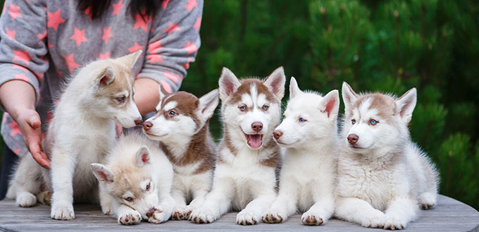 Breeder of dogs with his pets in a courtyard