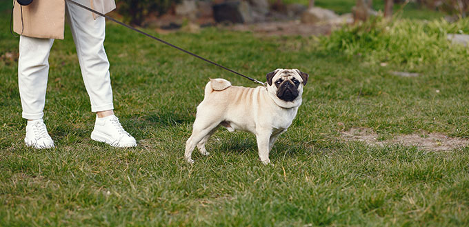 Brunette in a brown coat walks with pug