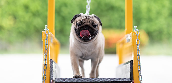 Cute Pug dog running on dog treadmill for exercise diet and healthy,Dog fitness training