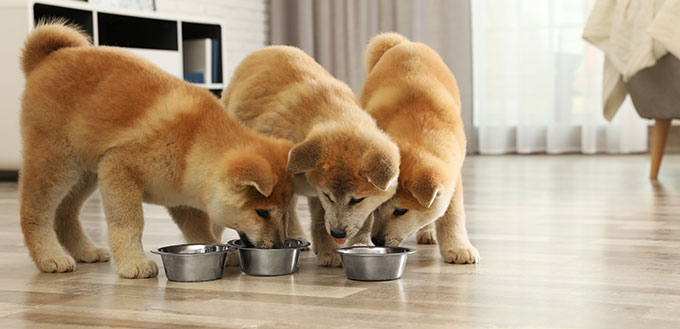 Chiots akita inu mignons mangeant dans des bols à la maison