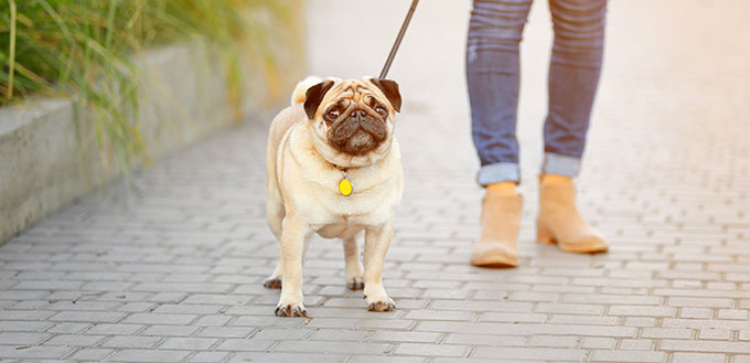Cute pug dog with owner walking outdoors