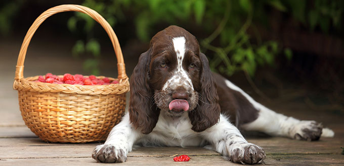 Cute puppy with a basket of raspberries