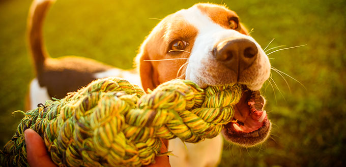 Dog beagle Pulls strap toy and Tug-of-War Game in garden outdoors summer day fun
