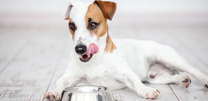 Dog eats food from bowl.