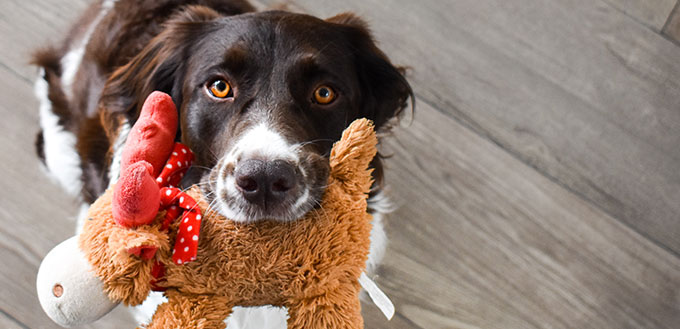 Dog with a toy