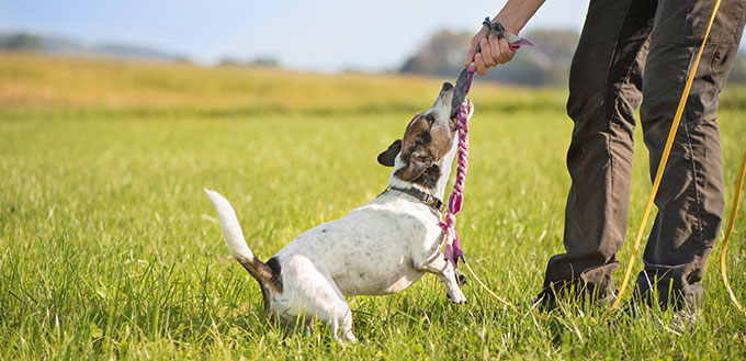 Doghandler and small dog play together with a toy.