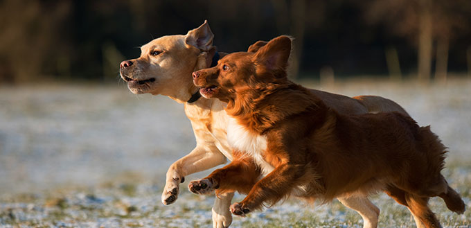 Dogs Runing