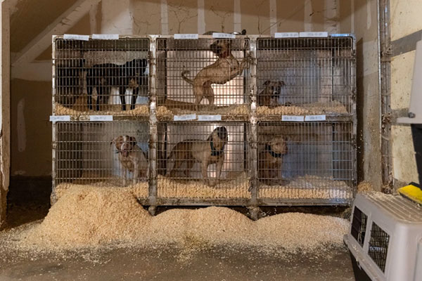 Dogs in Cage