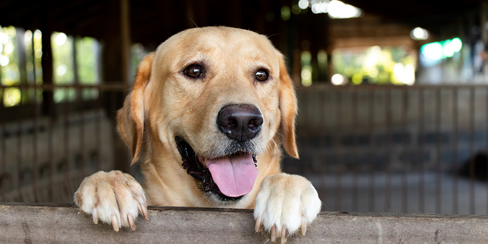 DoveLewis-Animal-Hospital-Celebrates-Internation-Assistance-Dog-Week