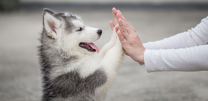 Give me five -Puppy pressing his paw against a Girl hand