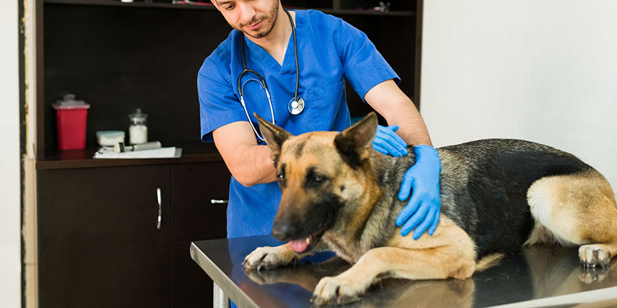 Handsome male veterinarian examining an old german shepherd at the exam table