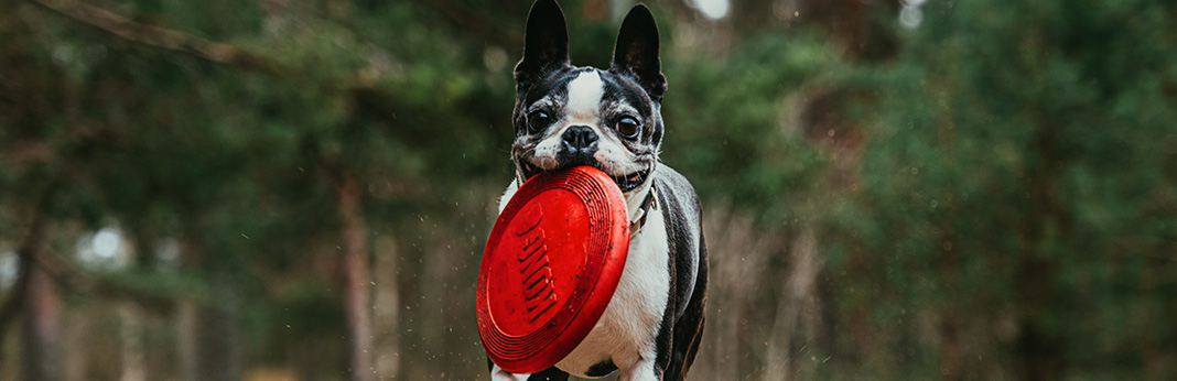 How-to-Teach-Your-Dog-to-“Drop-It”