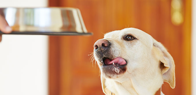 Hungry labrador with dog bowl is waiting for feeding.