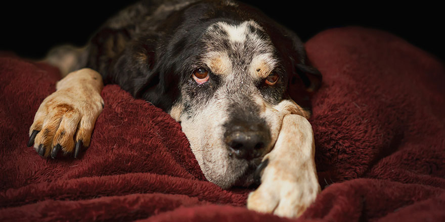 Old senior retired bluetick coonhound pet hunting dog lying down on blanket looking sleepy tired exhausted relaxed sad depressed sick ill frail comfortable lonely
