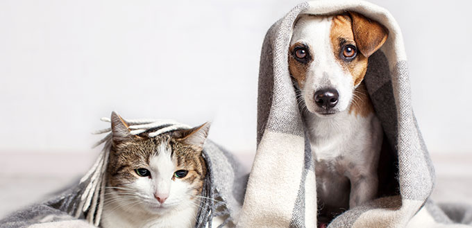 Pet warms under a blanket in cold autumn weather