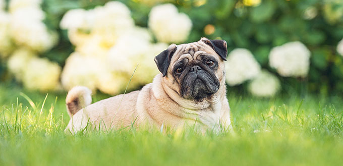 Pug dog lying on the lawn in summer