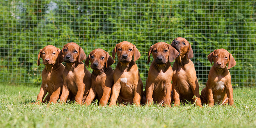 Rhodesian ridgebacks puppies litter.