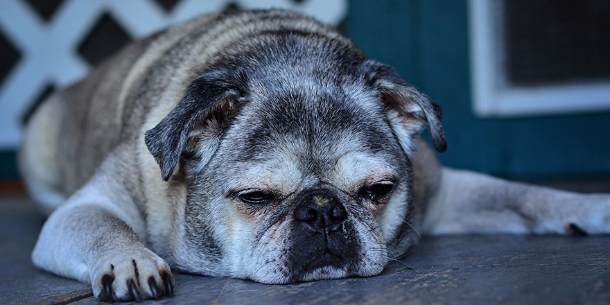 Senior dog napping on the porch