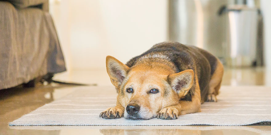 Senior mixed breed dog resting at home