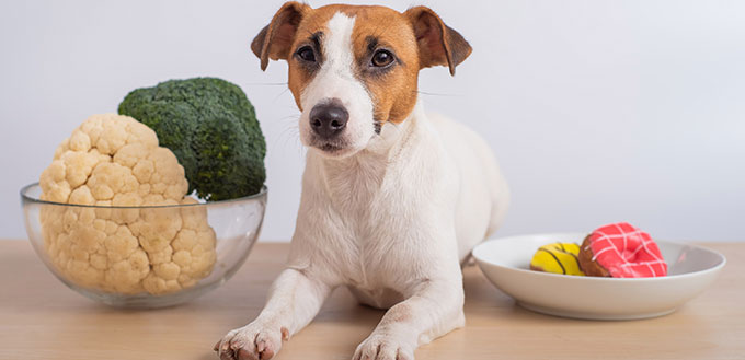 The dog chooses food. Jack russell terrier between plates of broccoli and cauliflower and donuts.