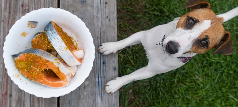 Top view of a jack russell terrier dog next to a plate of raw red fish steaks marinated in spices outdoors