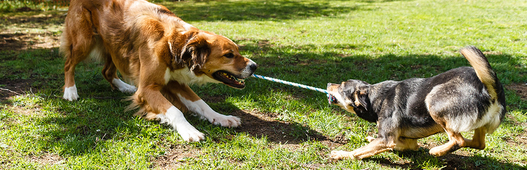 Why Do Dogs Like Tug of War