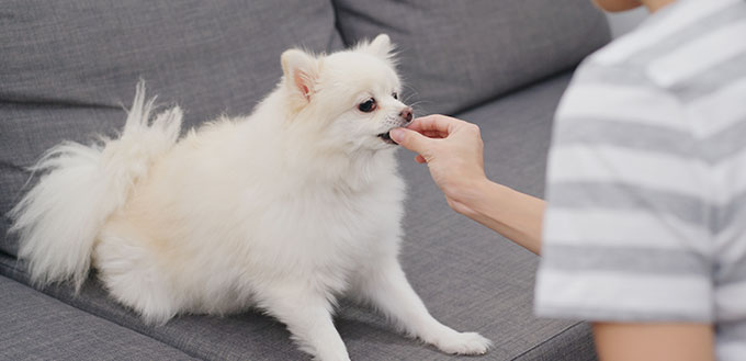 Woman feeding snack to her dog