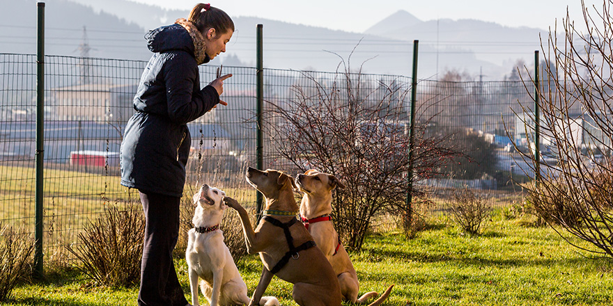 Woman instructing dogs outside