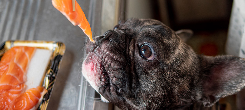 Young French bulldog try to eat raw salmon