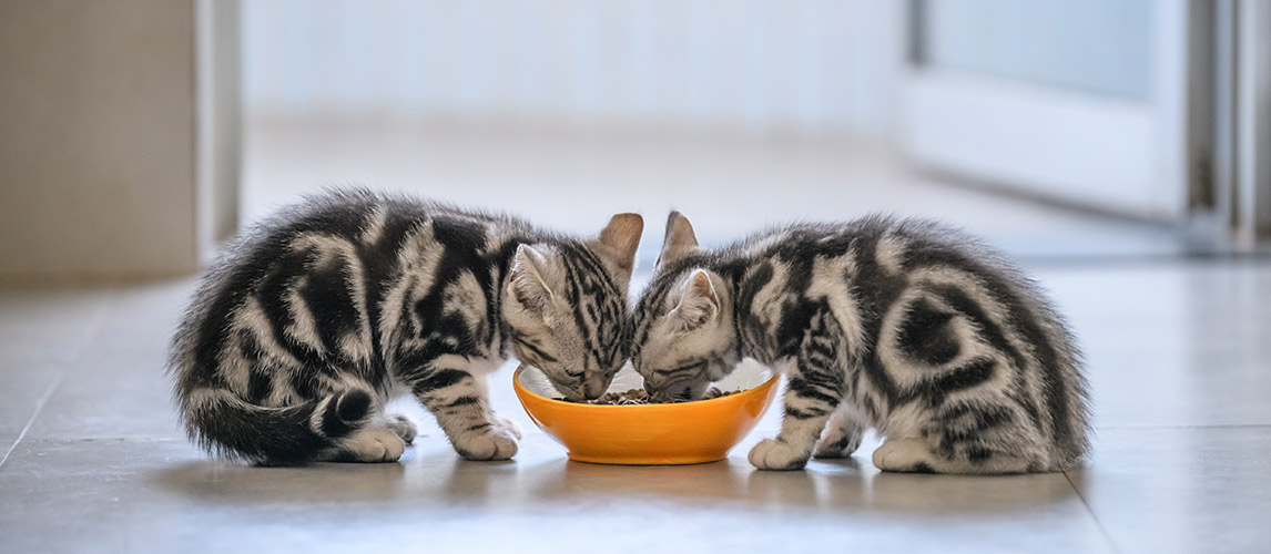 Best-Kitten-Foods-for-Your-Cat
