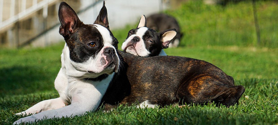 Boston terrier brindle dog