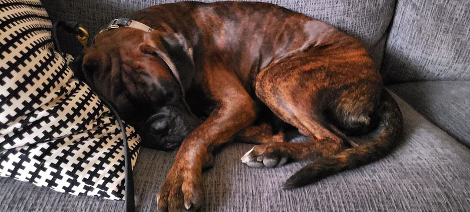 Brindle Boxer dog sleeping on bed