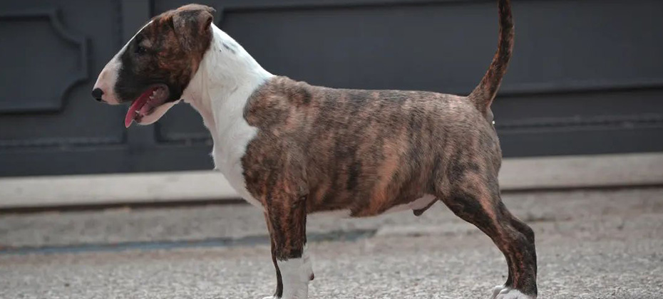 Bull Terrier brindle dog