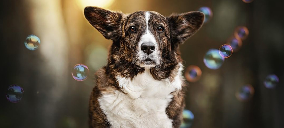 Cardigan Welsh Corgi brindle dog