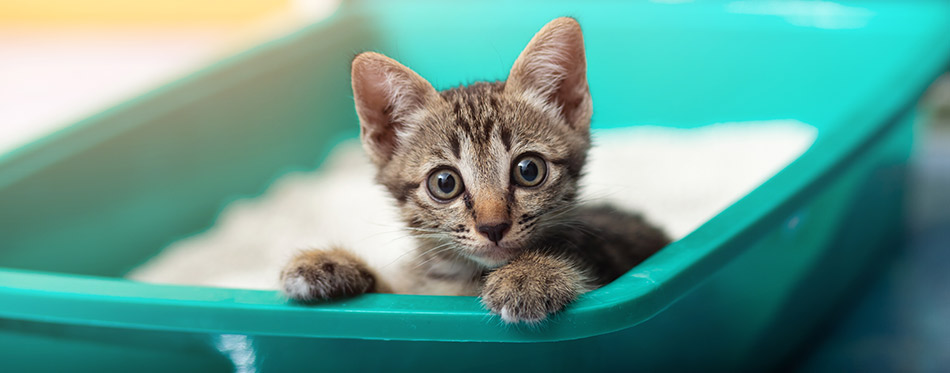 Cute little cat in the sandbox