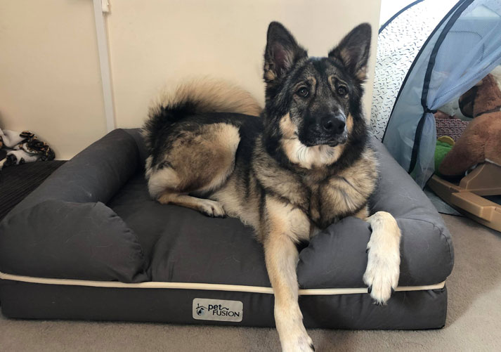 Dog on Pet Bed