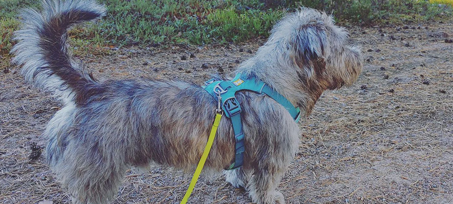 Glen of Imaal Terrier brindle dog