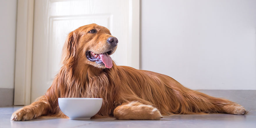 Golden Retriever laying down next to the white food bowl 